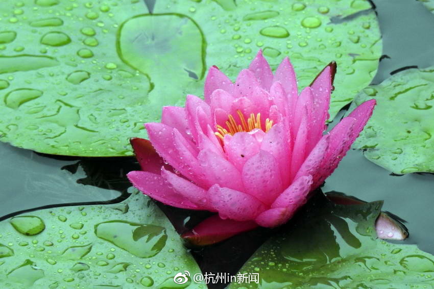 中文字幕人妻中文无码