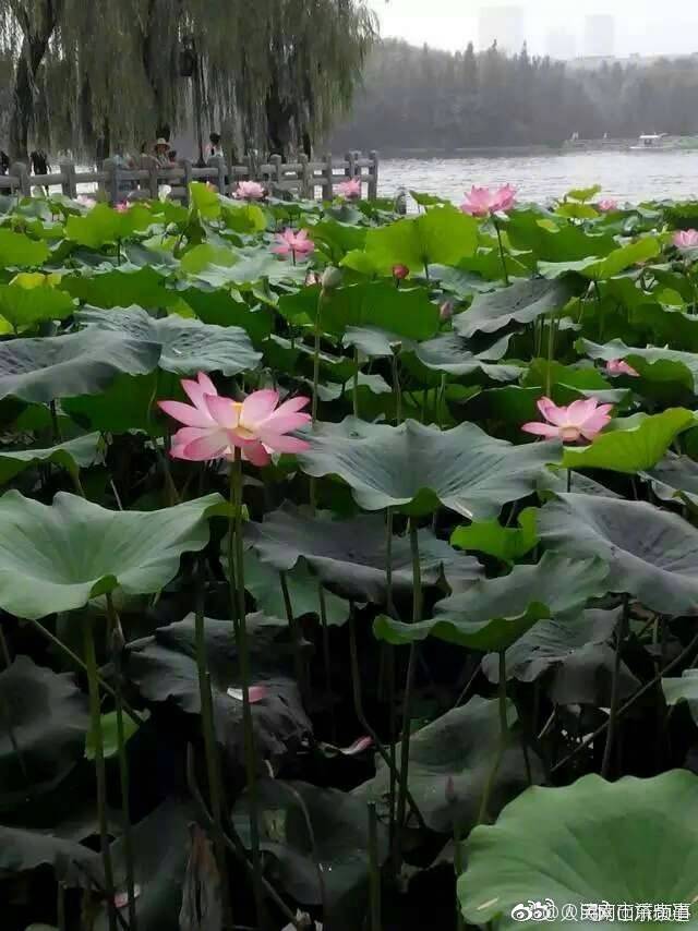西川里音