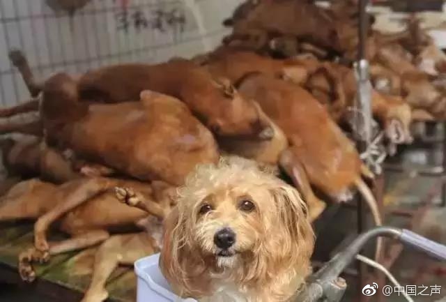 女神▌麻酥酥▌18禁写真