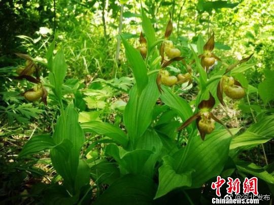 魔物娘动漫
