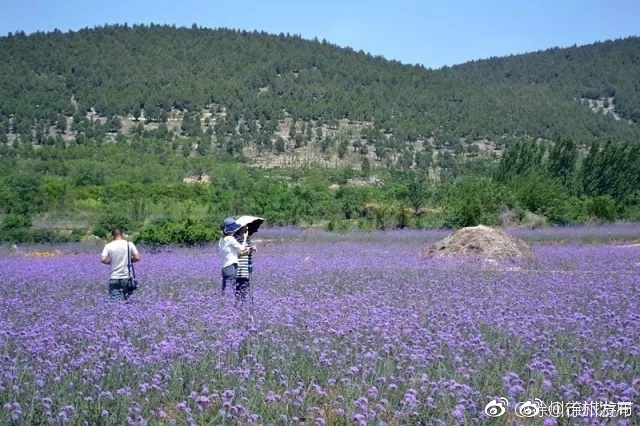 国模龙阳露私毛150P