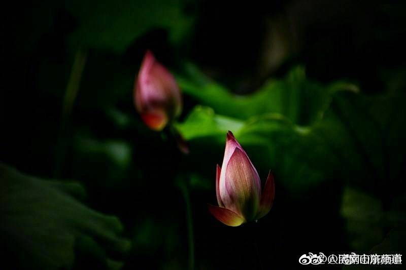 欧美黄色App视频