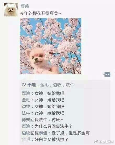 大乔抱枕