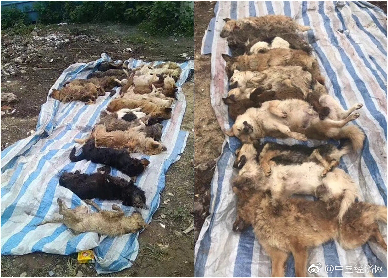 饭岛爱三级片关糸