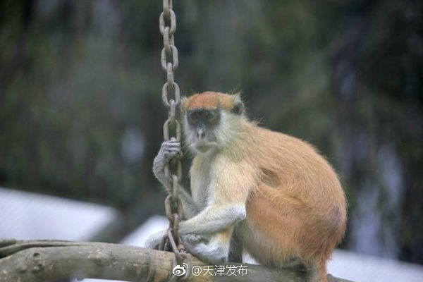 珍妮佛勞倫茲
