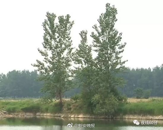 国产v片