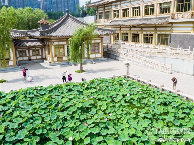 多毛老妇色情