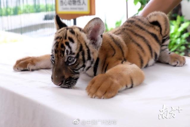 手机在线成播人视频