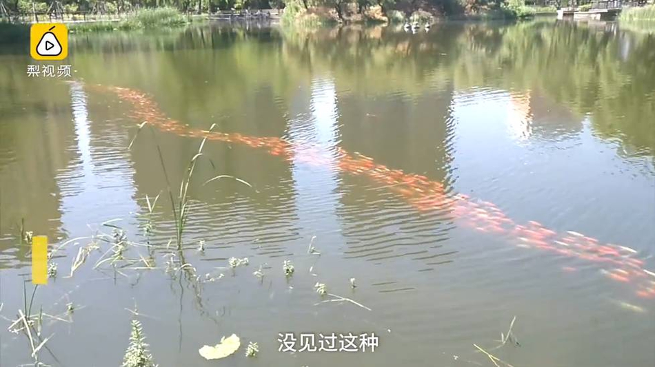 韩国电影爱人