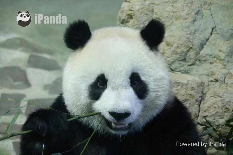 伊人999