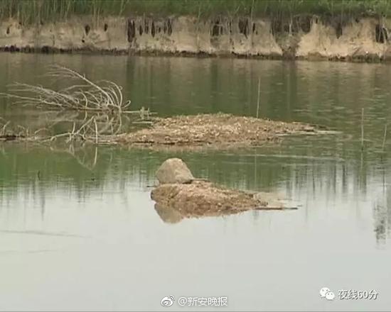 秋霞理论
