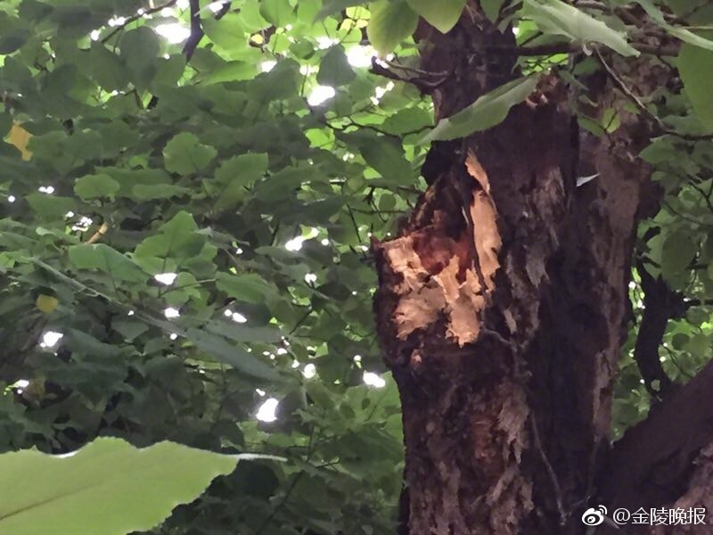 草莓视频成人网站 免费