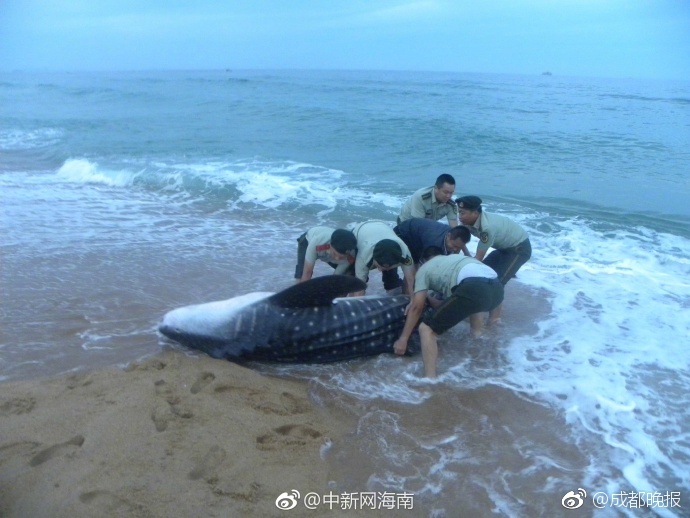 韩国继母