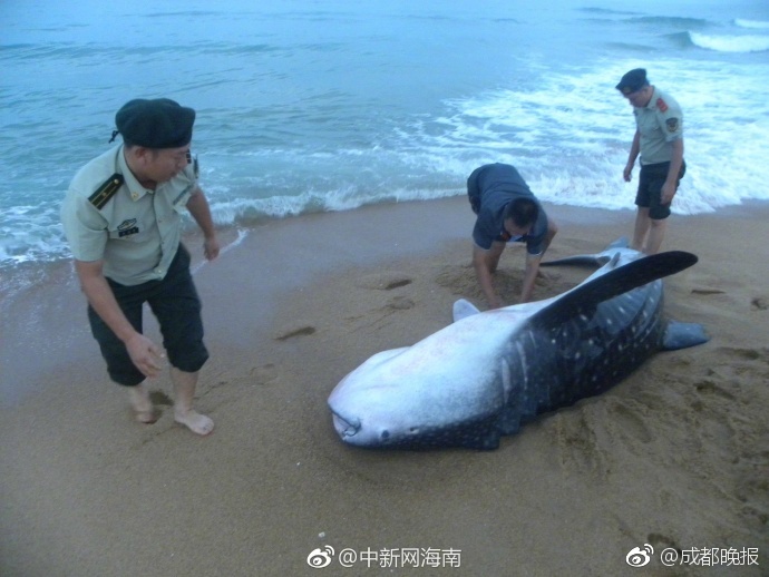 手机播放三级黄色片