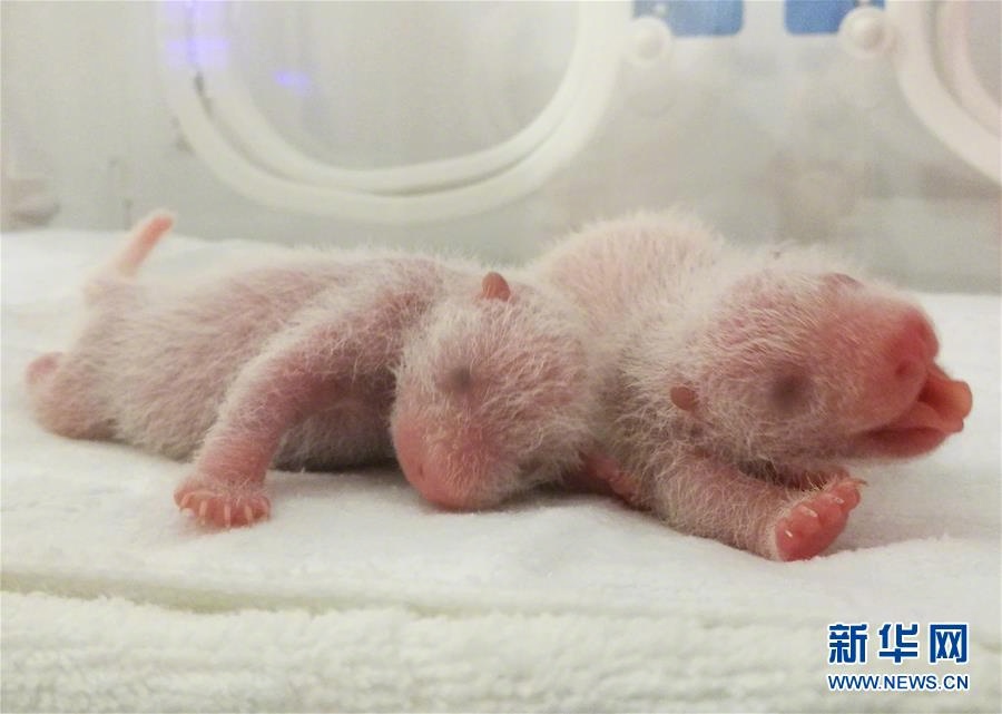 性生交大片免费看黄牛党