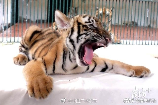 少妇色图中文字幕