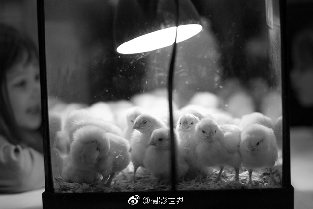 仁科百華無碼