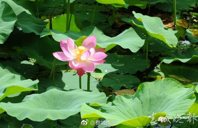 苍井空乱伦