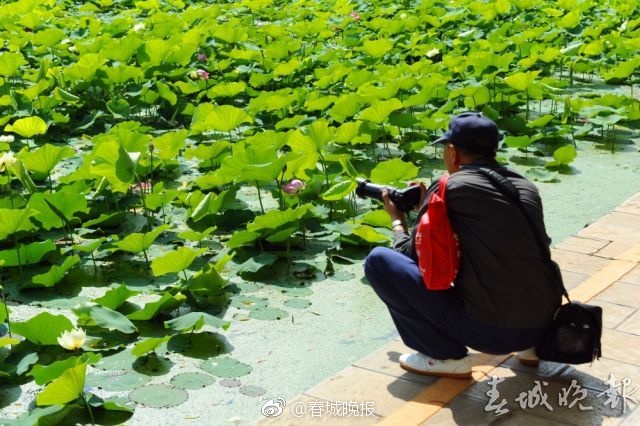 波多野结衣黄片