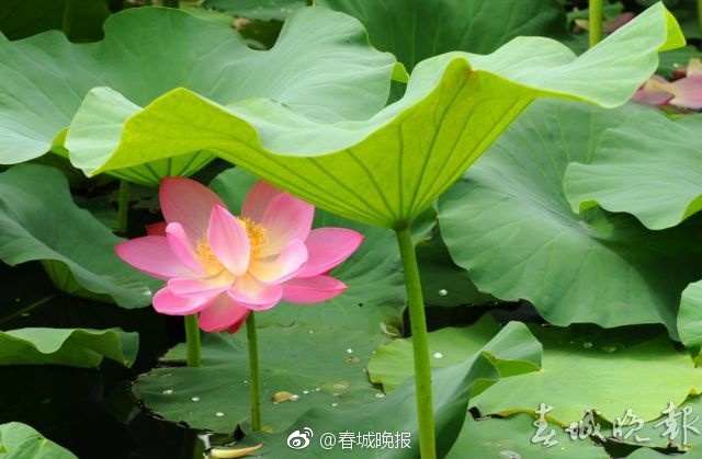 愛實麗