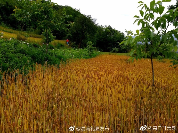 魅影看B站直播可以吗手机版