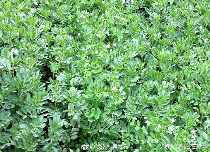 女人扒开腿秘 打扑克动漫原神