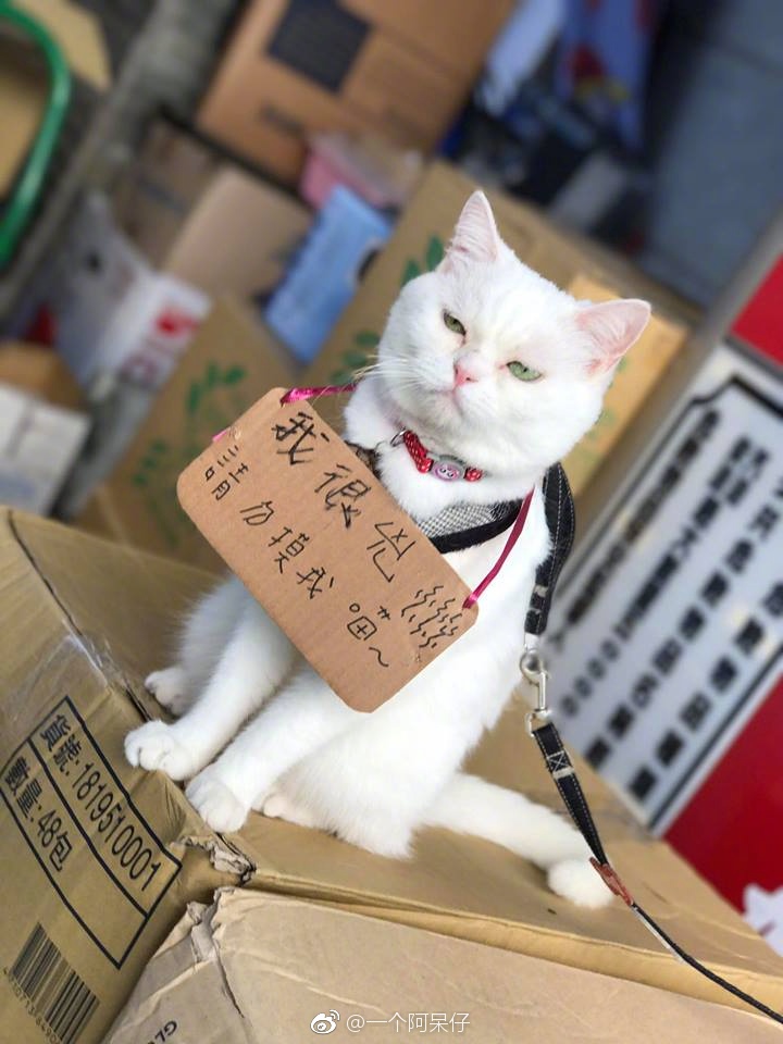 黄色视频外网