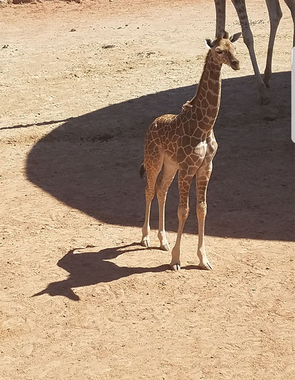在线 看 成人
