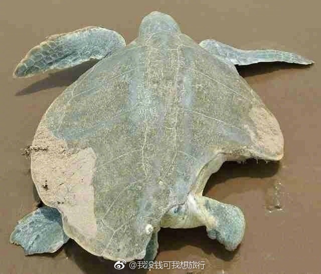 大桥未久无码中文字幕