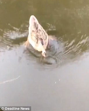 情熱大陸