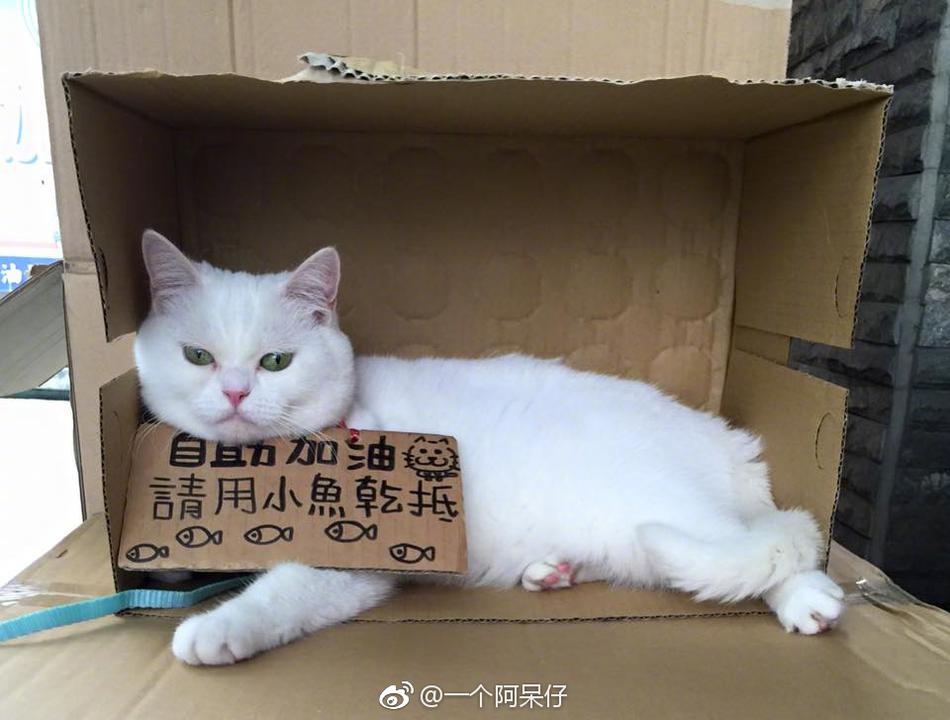 外国人野外做受的视频