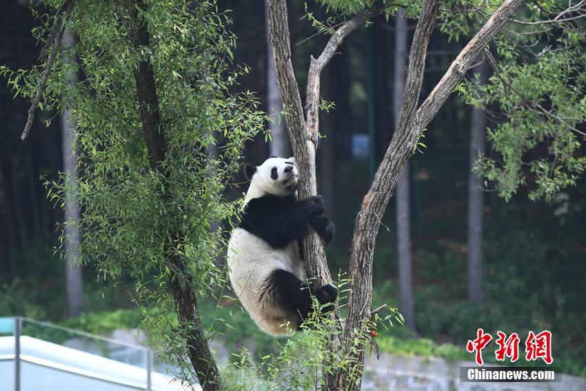狗操女人逼的视频