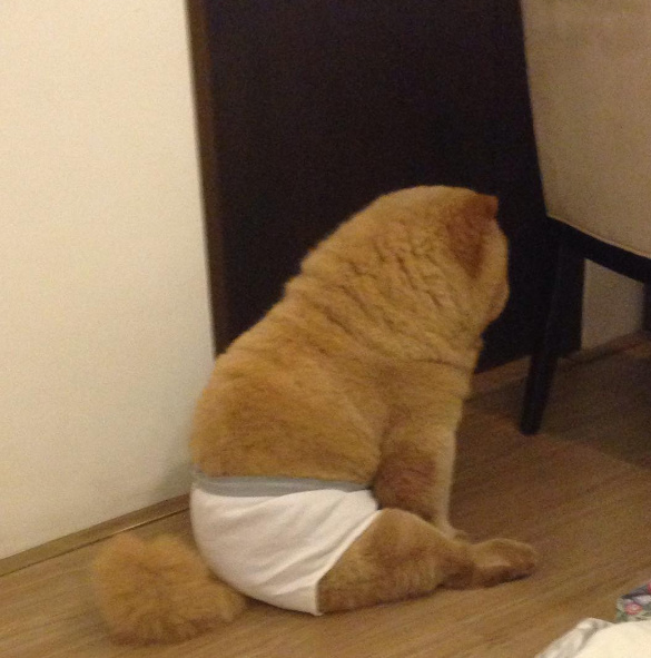 大黑屌日逼