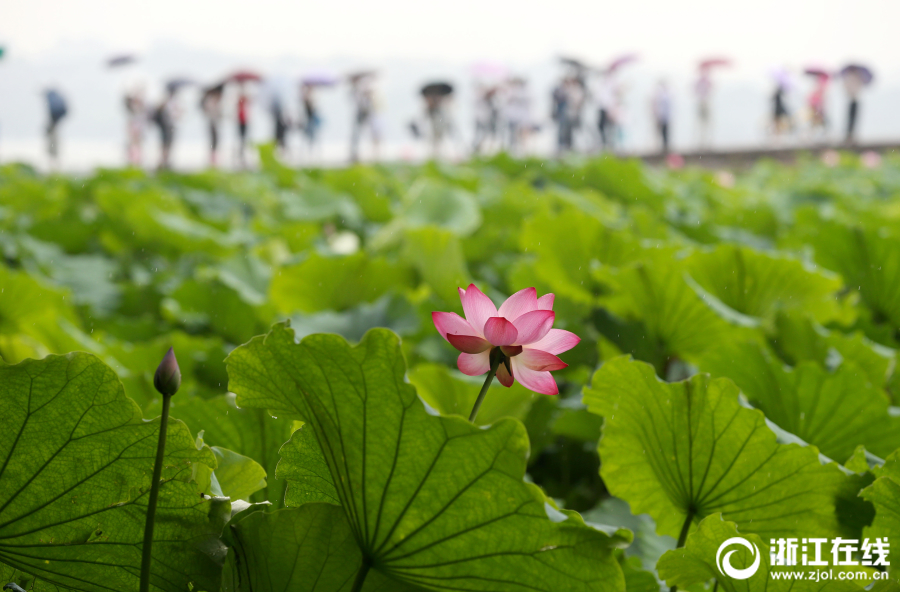 张柏芝三角区毛多