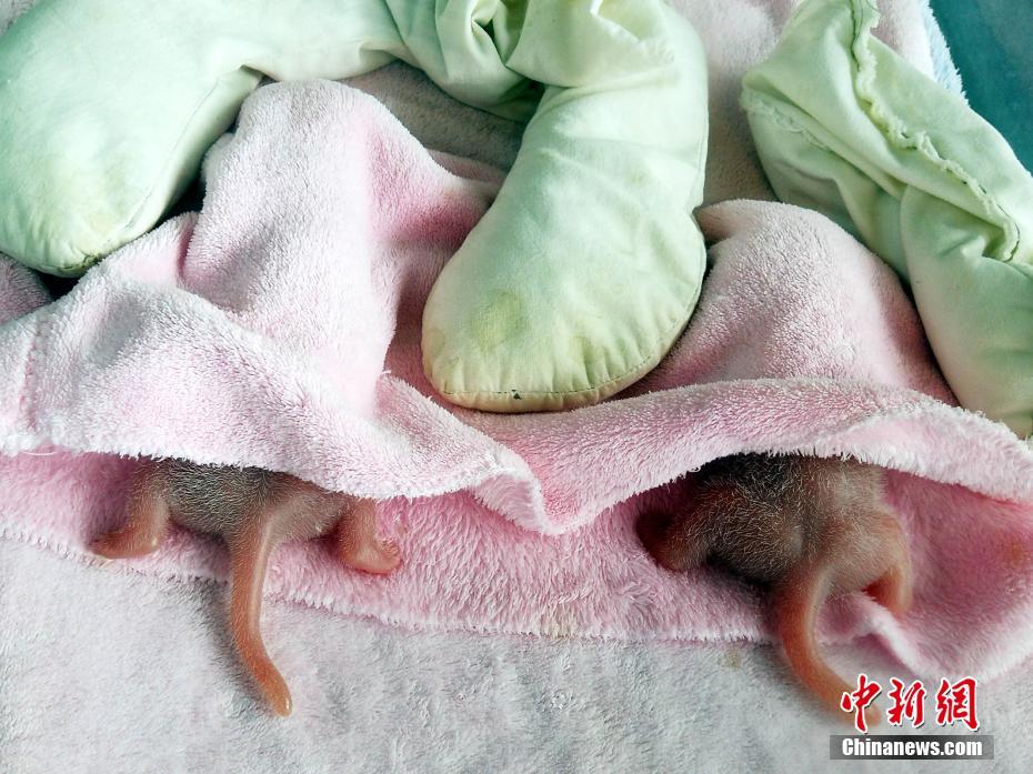 香蕉视频污污