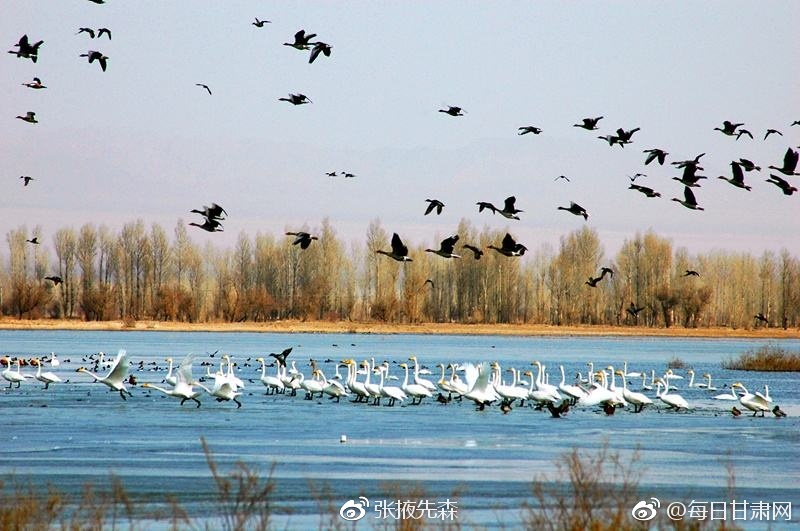 插逼软件