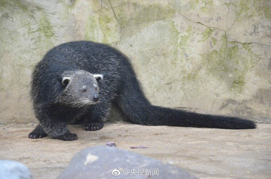 美女丝袜黄色网站