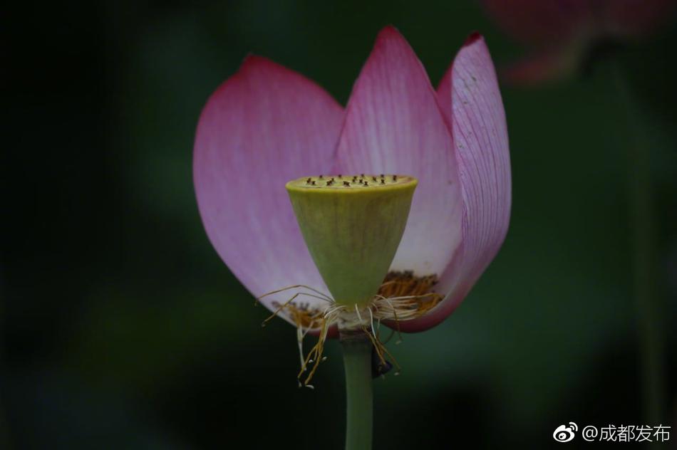 中国三级