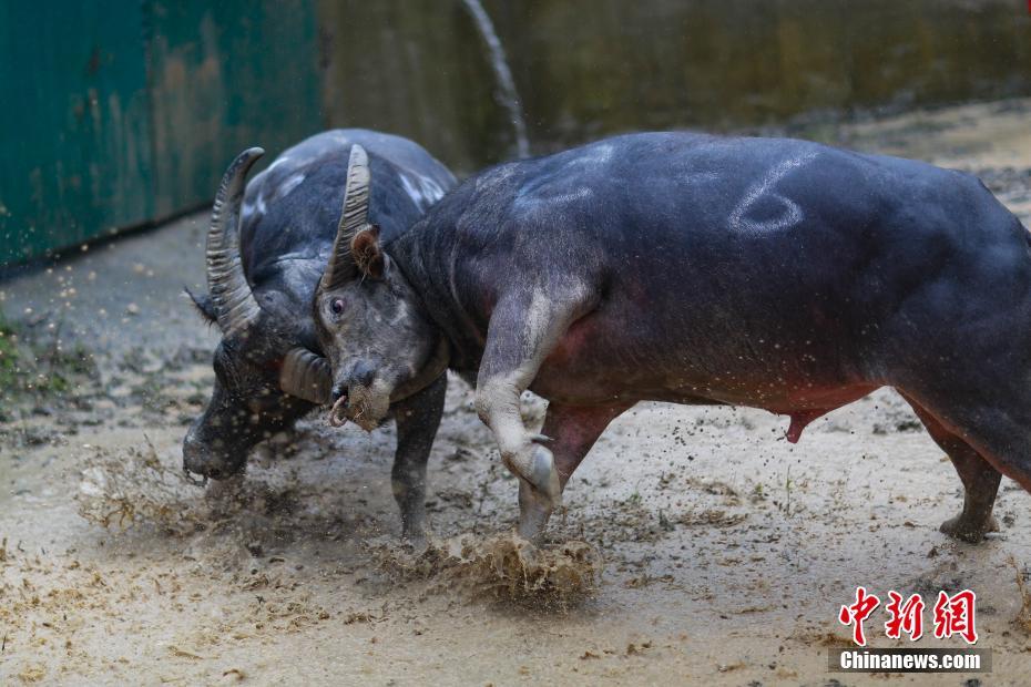 露三点情趣