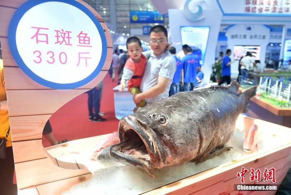 福州“渔博会” 330斤巨型石斑鱼亮相