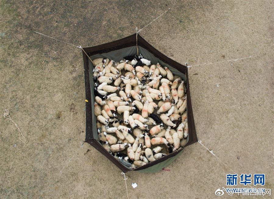 黄色 视频 在线 观看