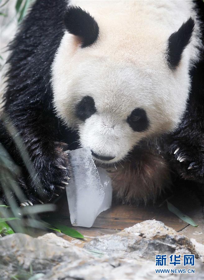 啊∽你tm别 了我的草莓直播
