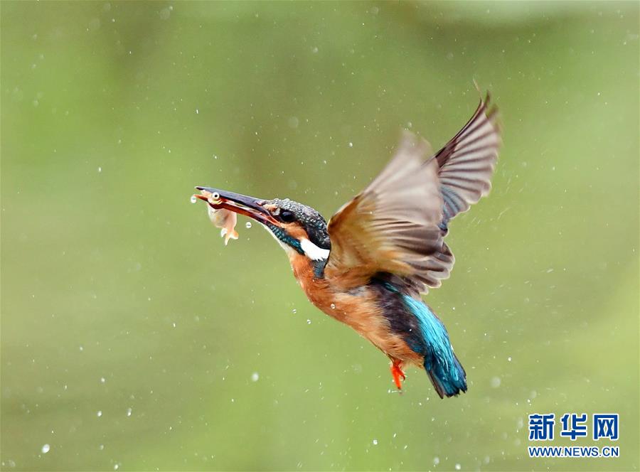 桃花直播免费观看