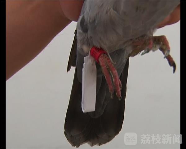 日本乱伦家庭电影