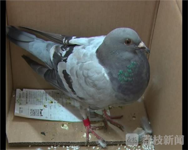 肛交的感觉