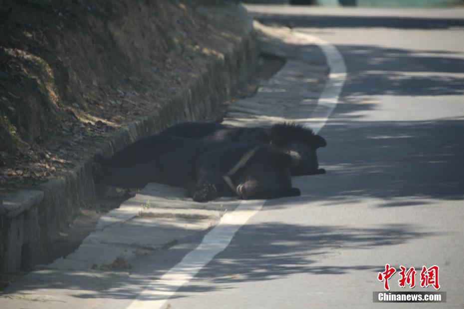 给大家科普一下男生和女生一起轮滑鞋