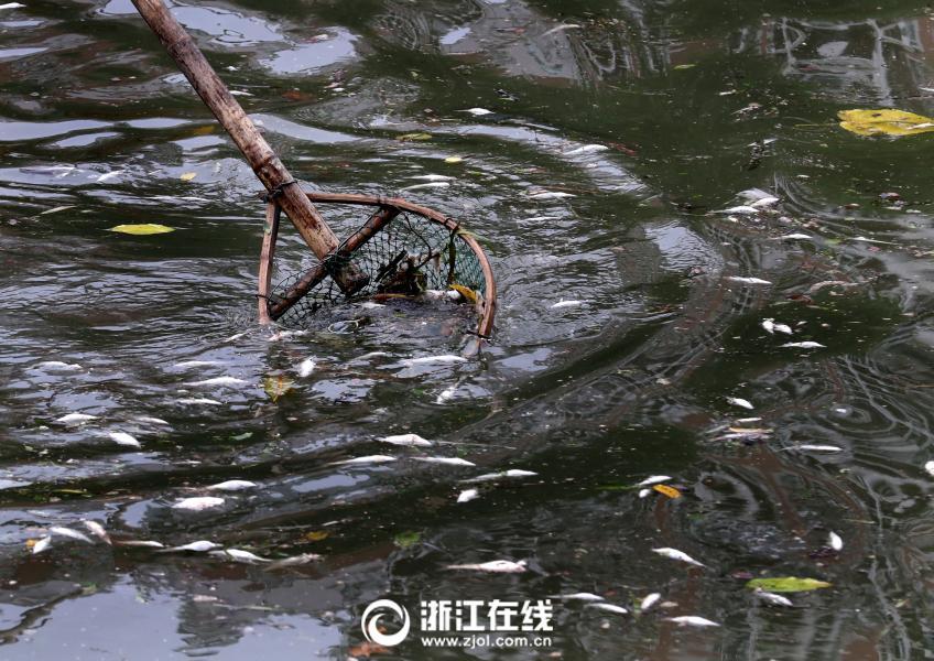 我的逼你随便操