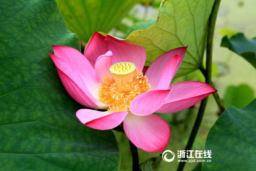 刘亦菲又大又黄又爽视频