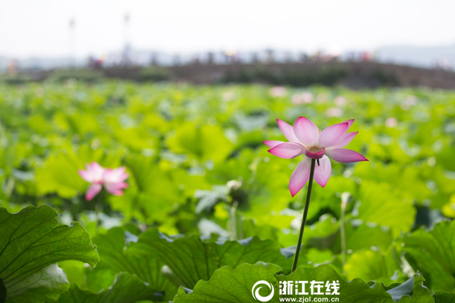涉谷果步