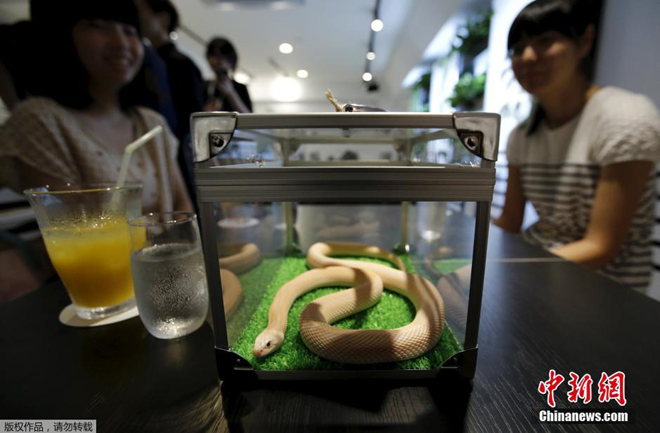 李玲玉三级片